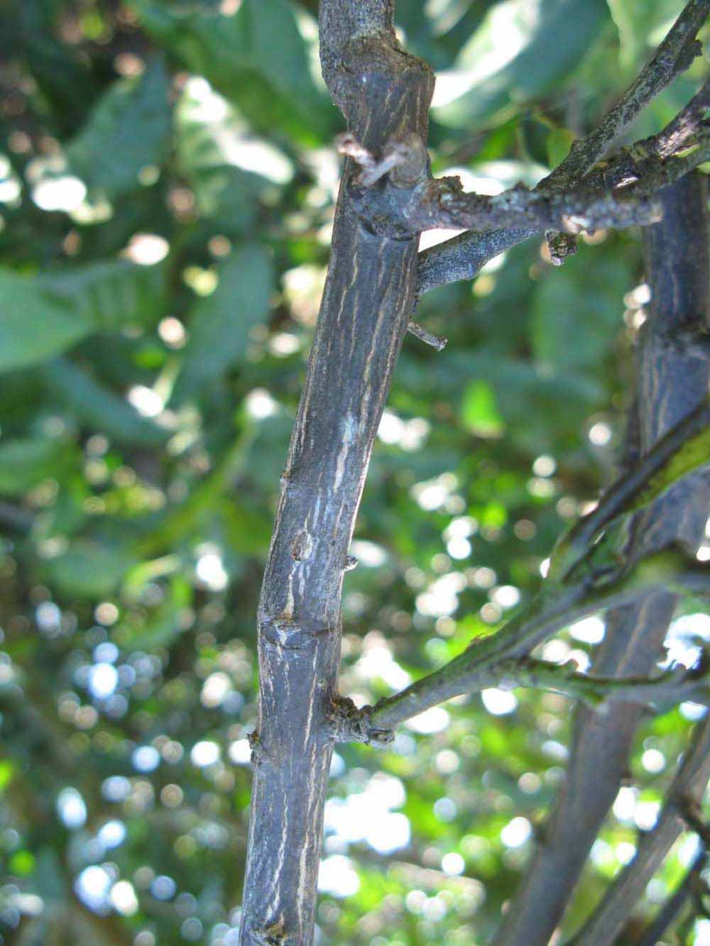              Second - third year twig (Winter Haven, FL)       